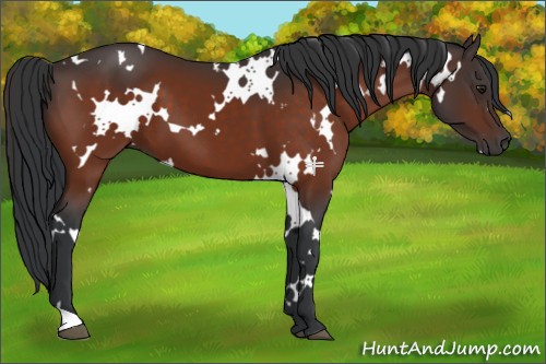 Horse Color:White Spotted Brown 