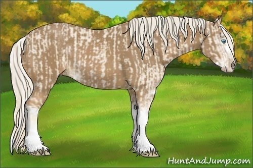 Horse Color:Cremello Sabino and Palomino Sabino