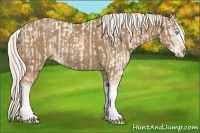 Horse Color:Cremello Sabino  and Palomino Sabino 