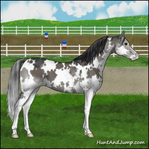Horse Color:White Spotted Grullo Splash 