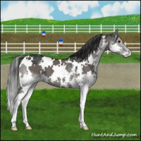 Horse Color:White Spotted Grullo Splash 