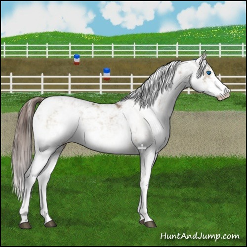 Horse Color:Liver Red Dun Sabino Splash 