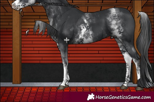 Horse Color:White Spotted Black 