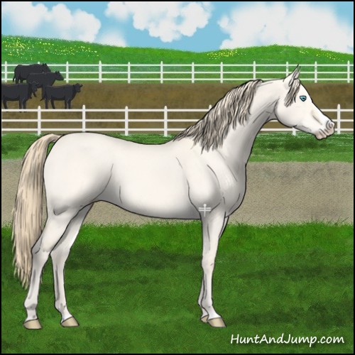 Horse Color:Perlino Dun Splash 
