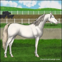 Horse Color:Perlino Dun Splash 