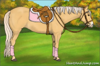 Horse Color:Palomino 