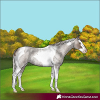 Horse Color:Silver Blue Roan Splash Tobiano 