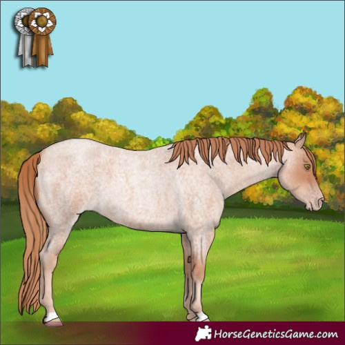 Horse Color:Gold Champagne Roan 