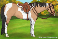 Horse Color:Bay Dun Tobiano 