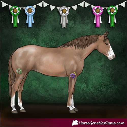 Horse Color:Black Pearl Sabino Rabicano