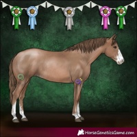 Horse Color:Black Pearl Sabino Rabicano 