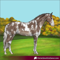 Horse Color:White Spotted Silver Black Sabino 