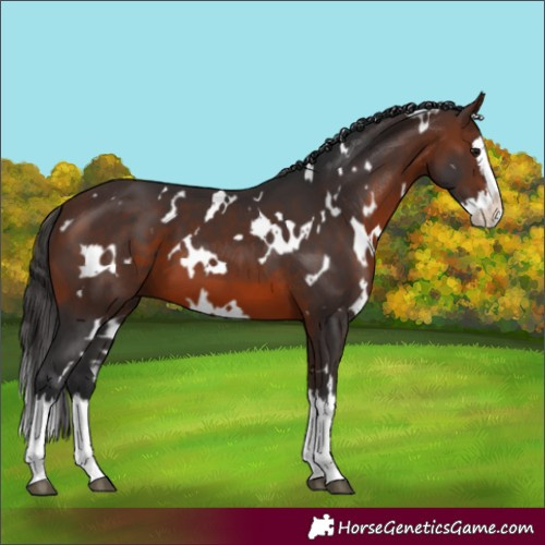Horse Color:White Spotted Brown Splash 
