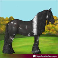Horse Color:White Spotted Liver Chestnut