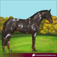 Horse Color:White Spotted Liver Chestnut 