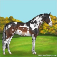 Horse Color:White Spotted Brown Sabino Splash 