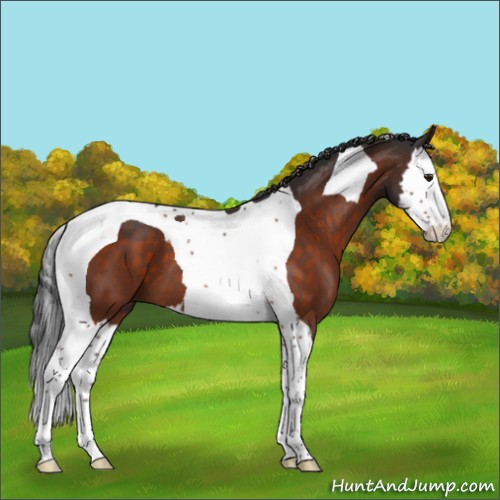 Horse Color:Brown Splash Tobiano 