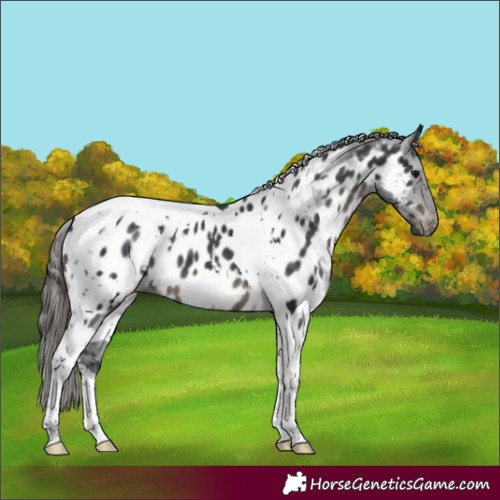 Horse Color:White Spotted Black Tobiano Appaloosa 