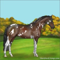 Horse Color:White Spotted Brown Tobiano 