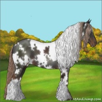 Horse Color:White Spotted Liver Chestnut 