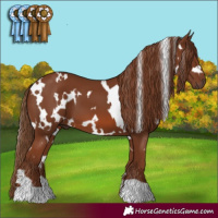 Horse Color:White Spotted Chestnut 