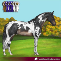 Horse Color:White Spotted Brown Tobiano 