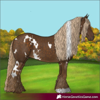 Horse Color:White Spotted Chocolate Palomino