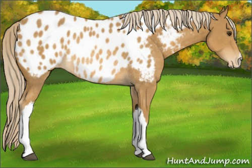 Horse Color:Palomino Appaloosa Rabicano 