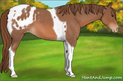 Horse Color:Red Roan Tobiano Appaloosa 