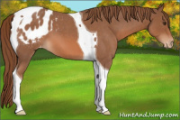 Horse Color:Red Roan Tobiano Appaloosa 