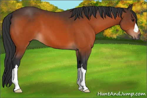 Horse Color:Bay 
