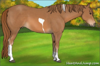 Horse Color:Chestnut Tobiano