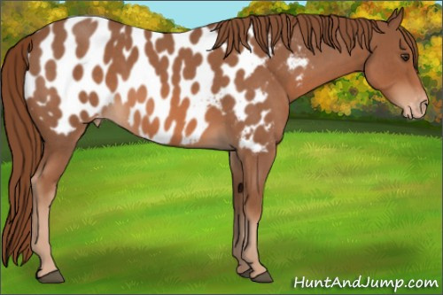 Horse Color:Red Roan Appaloosa 