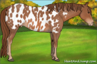 Horse Color:Red Roan Appaloosa 