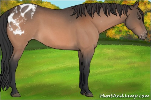Horse Color:Brown Roan Appaloosa 