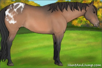 Horse Color:Brown Roan Appaloosa