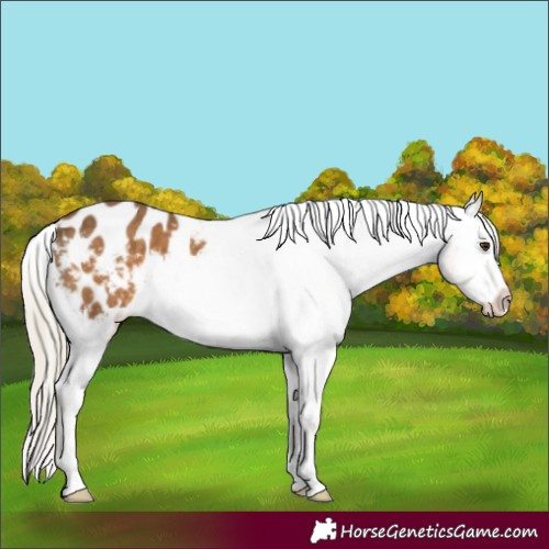 Horse Color:Chocolate Palomino Appaloosa 