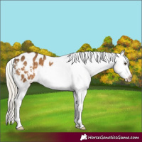 Horse Color:Chocolate Palomino Appaloosa 