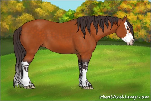 Horse Color:Buckskin Sabino Splash