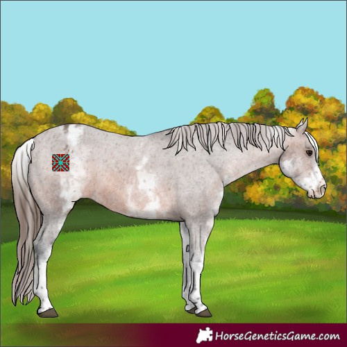 Horse Color:White Spotted Brown Tobiano Appaloosa 