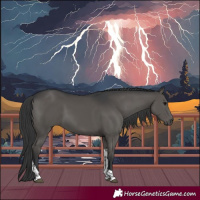 Horse Color:Black Tobiano 