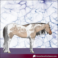Horse Color:Brown Dun Tobiano 