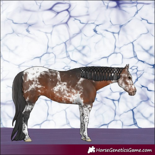 Horse Color:Brown Tobiano 