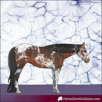 Horse Color:Brown Tobiano 