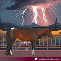 Horse Color:Brown Tobiano Rabicano 