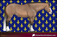 Horse Color:Bay Dun Splash 