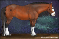 Horse Color:Bay Splash 