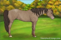 Horse Color:Classic Champagne 