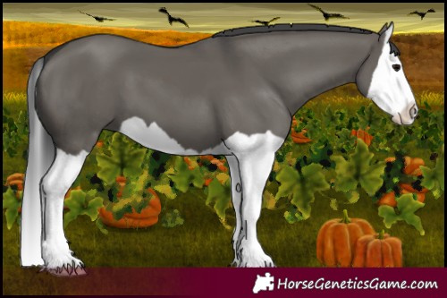 Horse Color:Grullo Splash 