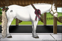 Horse Color:Buckskin Roan Dun Appaloosa 